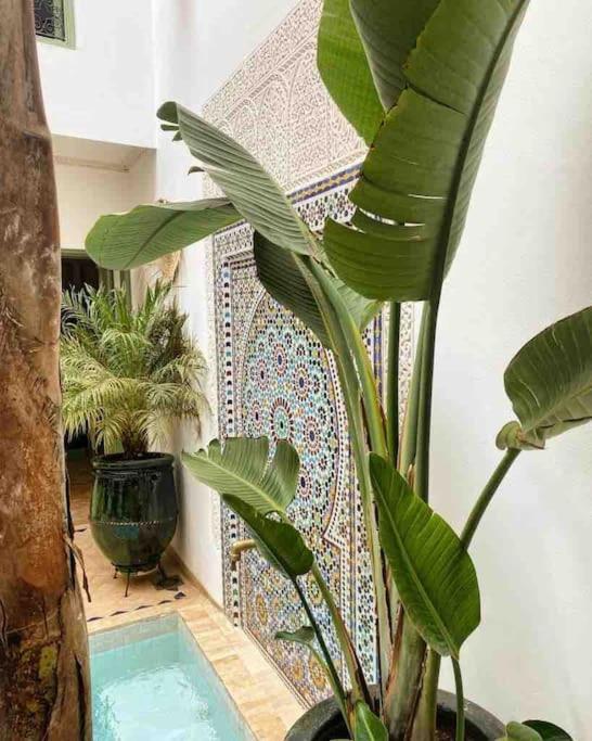 Abada Medina Marrakech * 马拉喀什